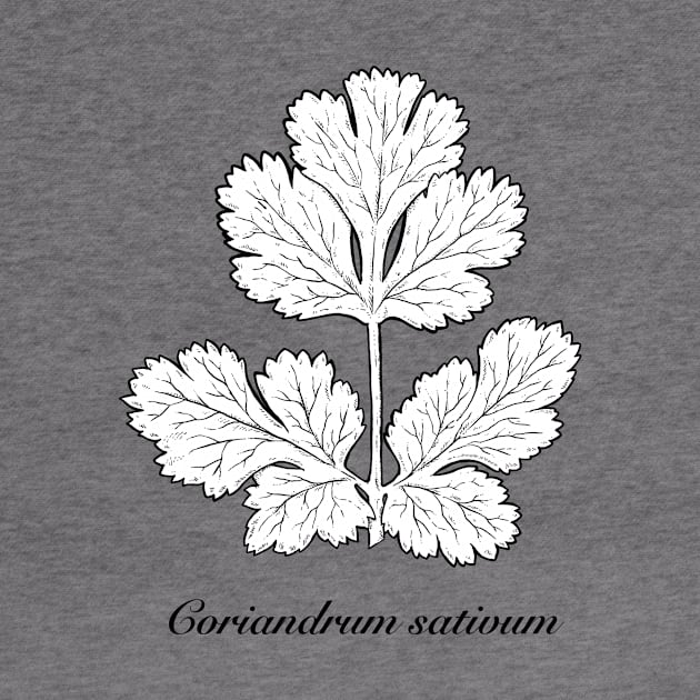 Coriandrum sativum - Coriander or cilantro. by bangart